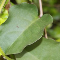 <i>Anredera cordifolia</i>  (Ten.) Steenis